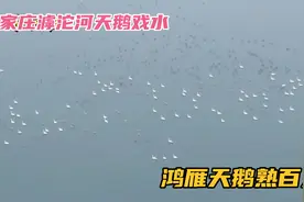 航拍石家庄滹沱河，大群天鹅戏水太美了，这样的景象很少见！视频封面
