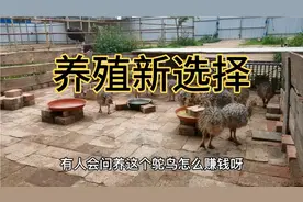 农村小伙在家养鸵鸟也能赚10多万，他靠什么方法？养殖有诀窍视频封面