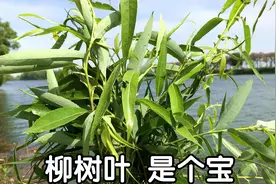 很多人不知道柳树叶有啥好？今天分享它的3个妙用，解决男女烦恼视频封面