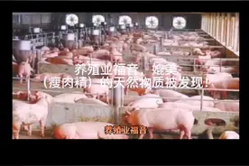 养殖业福音，媲美莱克多巴胺（瘦肉精）的天然物质被发现视频封面