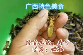 广西特色美食，隆安特色美食，我们隆安土话叫弄宁，你吃过吗？视频封面