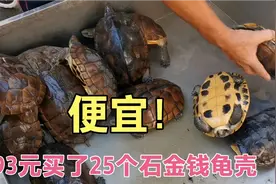 秋风起，又到大补时候，28元一斤龟壳，293元买了25个回家煲汤视频封面