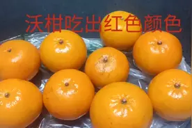 水果店买的沃柑，吃完手和嘴都红了，大家看看这个什么东西视频封面