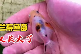 金鱼鱼苗吃红虫长得快长得好皮实健康，一个个小肚子吃得圆滚滚的视频封面