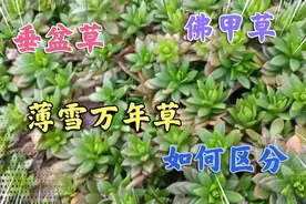 耐寒又耐旱皮实的3种护盆草，垂盆草佛甲草薄雪万年草如何区分视频封面