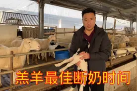 养羊场 羔羊最佳断奶时间，黑头杜泊绵羊澳洲白绵羊湖羊小尾寒羊视频封面