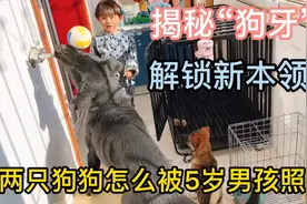 揭秘救助流浪狗的真实年龄，有幸捡到“狗牙”，听说给孩子带辟邪视频封面