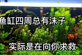 鱼缸四周总有气泡一直不破裂，鱼缸在向你求救视频封面