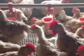 鸡水便过料肠炎肠毒怎么办  鸡腺肌胃炎用什么视频封面