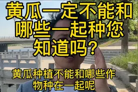 黄瓜不能和哪些作物一起种您知道吗视频封面