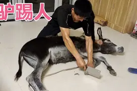 刚买来的小毛驴竟然反抗，把主人踢的不轻啊，还想咬主人，太吓人视频封面