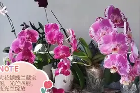 大花蝴蝶兰藏宝图，光芒四射，夜光兰绽放视频封面