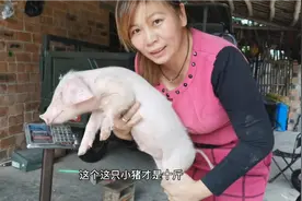 今天100块买了只猪试验一下，成功的话就改行养猪了视频封面