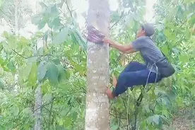 小伙爬上20米高的榴莲树摘榴莲，爬的比猴子还快视频封面