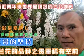 兰花展览中品种之贵重稀有绝对空前！喜欢赏花的朋友看过来！视频封面