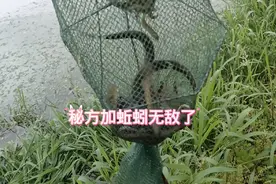 湖南大叔下黄鳝笼，饵料用蚯蚓加秘方，看收获就知道效果杠杠的视频封面
