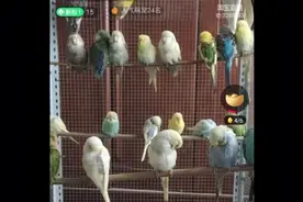 实操玩（点淘）视频封面