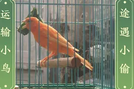 发鸟那些奇葩事（一）：运输途中遇小偷视频封面