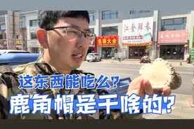 梅花鹿鹿角帽怎么吃吸收好？它有什么功效？老龚哥边干活边告诉你