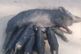 见证小猪成长过程它们挺可爱的呢，你说呢？视频封面