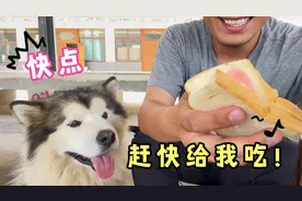 蠢萌狗狗挑食不肯吃饭，被主人强行塞进嘴，过程太搞笑了！视频封面