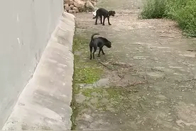 看看这两条狗的屁股弄在一起视频封面