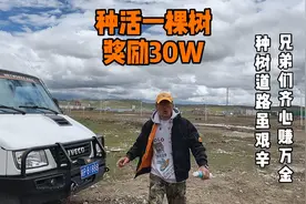 种活一棵树，奖励30万，风里雨里，我在那曲等你视频封面