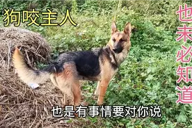 不养狗的人不知道，狗狗用嘴轻咬主人，原来它脑子是这么想的哈哈视频封面