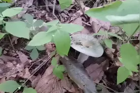 8月大连采蘑菇的好地方，牛肝菌青头菌成片的长，半小时就满桶了视频封面