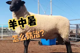夏季高温，羊经常中暑怎么防治，三招帮你不死羊视频封面