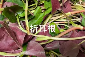 怎么健康吃鱼腥草，吃鱼腥草有哪些好处和禁忌？视频封面