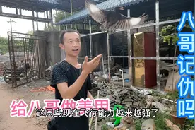 有人问抓八哥记仇吗，剪指甲不好剪，今天全部教你们解决视频封面