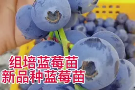 蓝莓苗基地，组培蓝莓苗，果个大，根系发达视频封面
