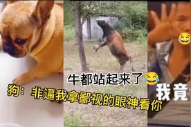 动物搞笑名场面，这只狗受得伤太大了😂，最后的大叔是亮点！视频封面
