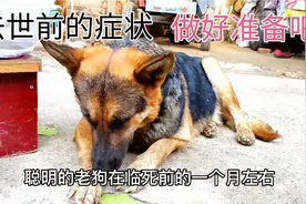 狗临死前30内天内的现象，它们是在跟你告别，主人都不忍心看到视频封面