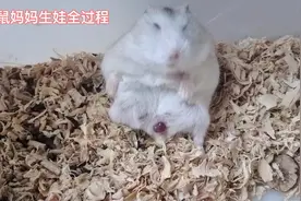 记录仓鼠妈妈生宝宝全过程。