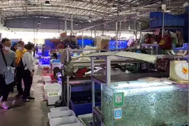 北方观赏鱼市场，3厘米玛丽鱼都要三四块钱，这里1毛钱就可以买到视频封面
