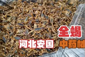 蝎，俗称蝎子，也称全蝎，全虫，是我国传统的中药材视频封面