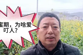 油菜花流蜜期，蜜蜂爱叮人是什么原因？老蜂农与大家来破解！视频封面