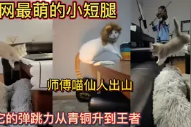全网最萌的小短腿！师傅喵仙人出山！让它的弹跳力从青铜升到王者