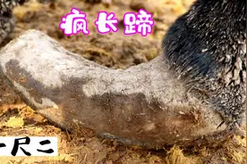 多年未修驴蹄长成朽木棒“畸形”，困扰它6年之久，修剪过程解压视频封面