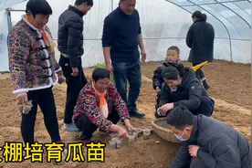 新建大棚培育瓜苗，两层薄膜有保障，温度湿度把握好，真是技术活视频封面