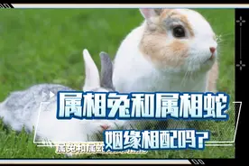 属相兔和属相蛇的姻缘相配，你们看懂了吗？视频封面