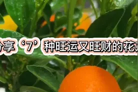 这‘7’种植物，寓意好‘旺运又招财’家里养上几盆，财源滚滚来视频封面