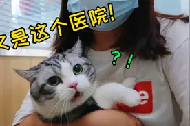 惊呆了！猫绝育后第一次到医院打针,无能狂怒,打完就哭了…视频封面