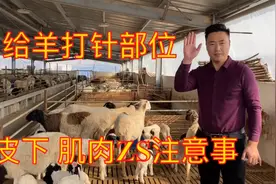 给羊打针的部位 注意事项，黑头杜泊绵羊 杜寒母羊澳洲白公羊价格视频封面