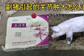 保育猪容易发生副猪，开始是咳喘，过后就会关节肿大，该咋治疗呢视频封面