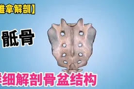 详细解剖骨盆结构（中）【接上一期】视频封面