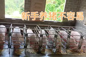 一头猪养8个月出栏，生猪重量300斤价值2100元，我赔了还是赚了？视频封面