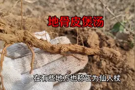 野枸杞根又名地骨皮，懂的人经常挖回家煲汤或泡水，作用了不起视频封面